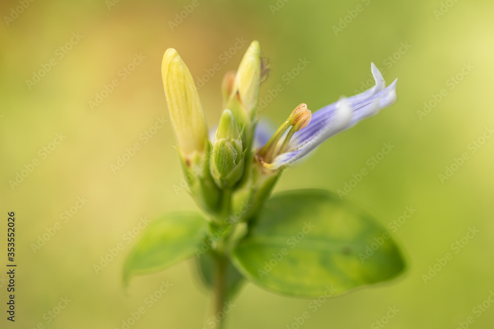 Selective focus Blue Lips flower,Sclerochiton harveyanus Nees in a garden.Beautiful purple flower.