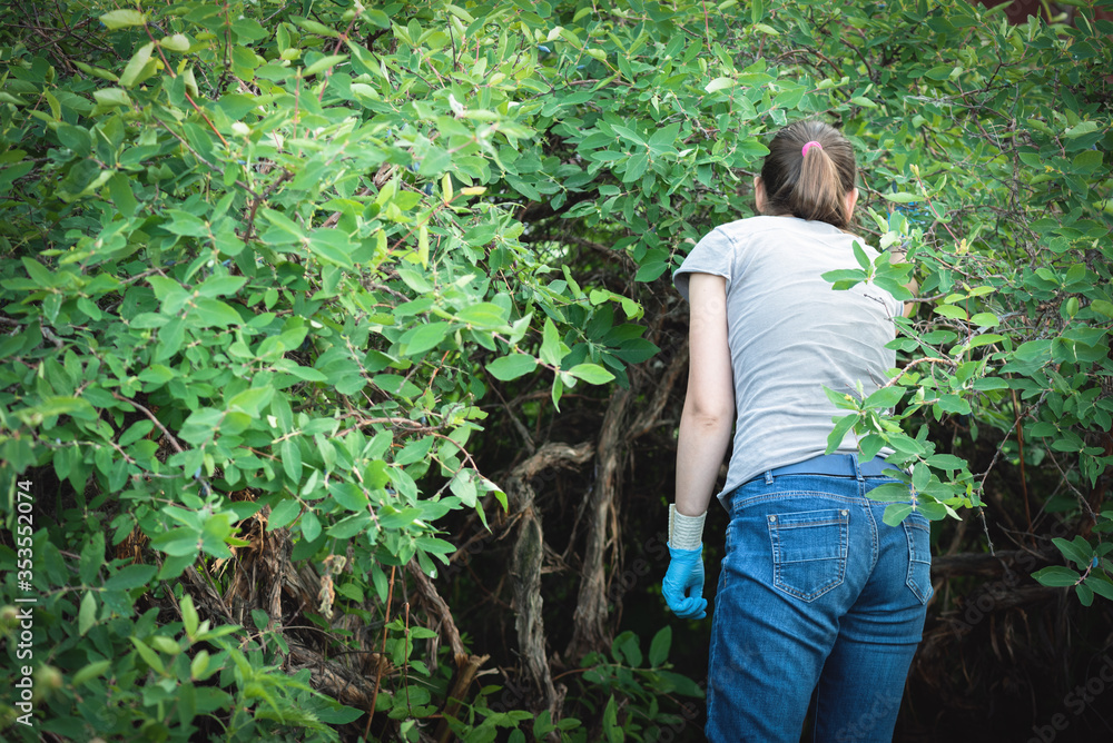 Gardener is harvesting a honeysuckle berry from a tree branches. Gardener is harvesting a honeysuckle berry from a tree branches.