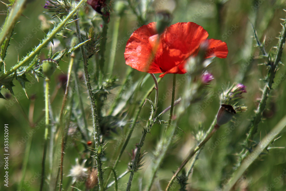 Primo piano di fiori di papavero di un rosso acceso in un campo, sotto il sole splendente di inizio estate Primo piano di fiori di papavero di un rosso acceso in un campo, sotto il sole splendente di inizio estate