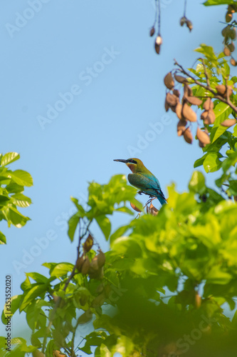 Blue-Tailed Bee Eater sitting on the tree's branch photo