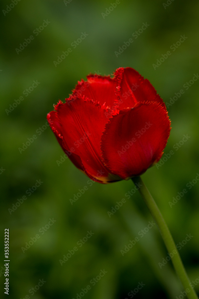 red fringed tulip on a green blurred background red fringed tulip on a green blurred background
