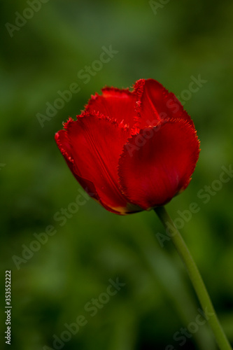 red fringed tulip on a green blurred background