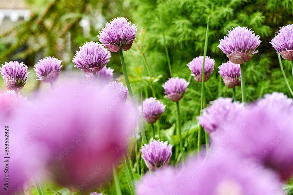 Obraz premium Chives or Allium Schoenoprasum in bloom with purple violet flowers and green stems. Chives is an edible herb for use in the kitchen. 