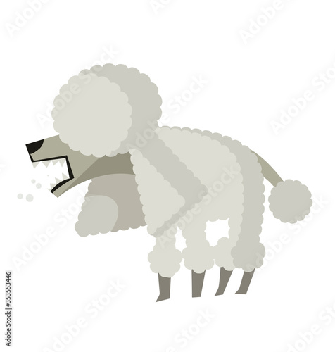 angry cute tiny poodle dog