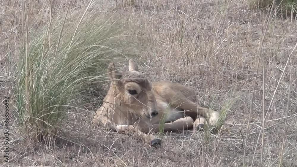 Kalmykia. Steppe, newborn saiga antelope cub. Kalmykia. Steppe, newborn saiga antelope cub.