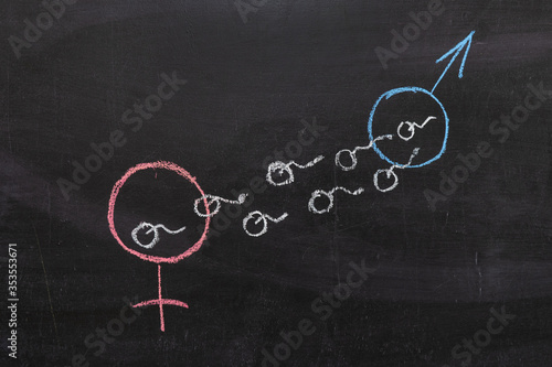 Male and female gender symbol on the chalk Board, the sperm coming from the male symbol to the female. Conception of fertilization. Sex education