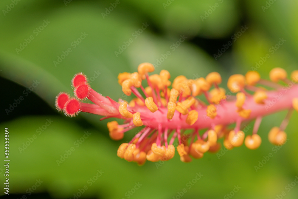 Close up pollen Hibiscus flower.Selective focus red Hibiscus flower bloom in the garden. Close up pollen Hibiscus flower.Selective focus red Hibiscus flower bloom in the garden.