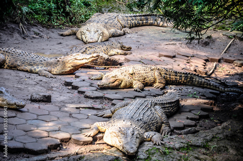 Group of crocodile in the zoo