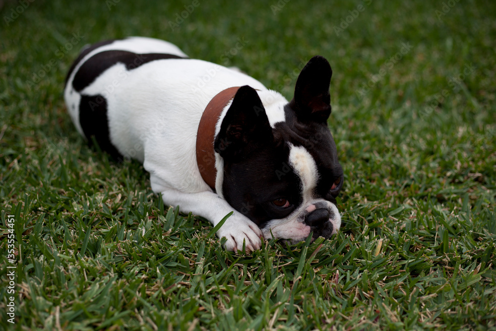 Pedigree Purebred French Bulldog on green grass
