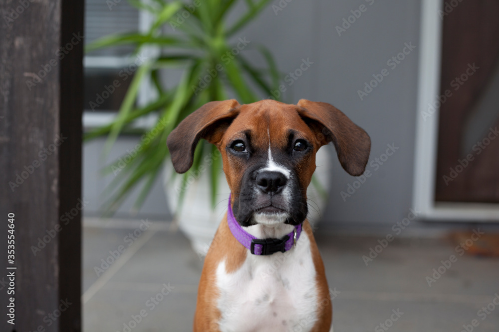 Young Purebred Boxer Puppy Boxer Dog