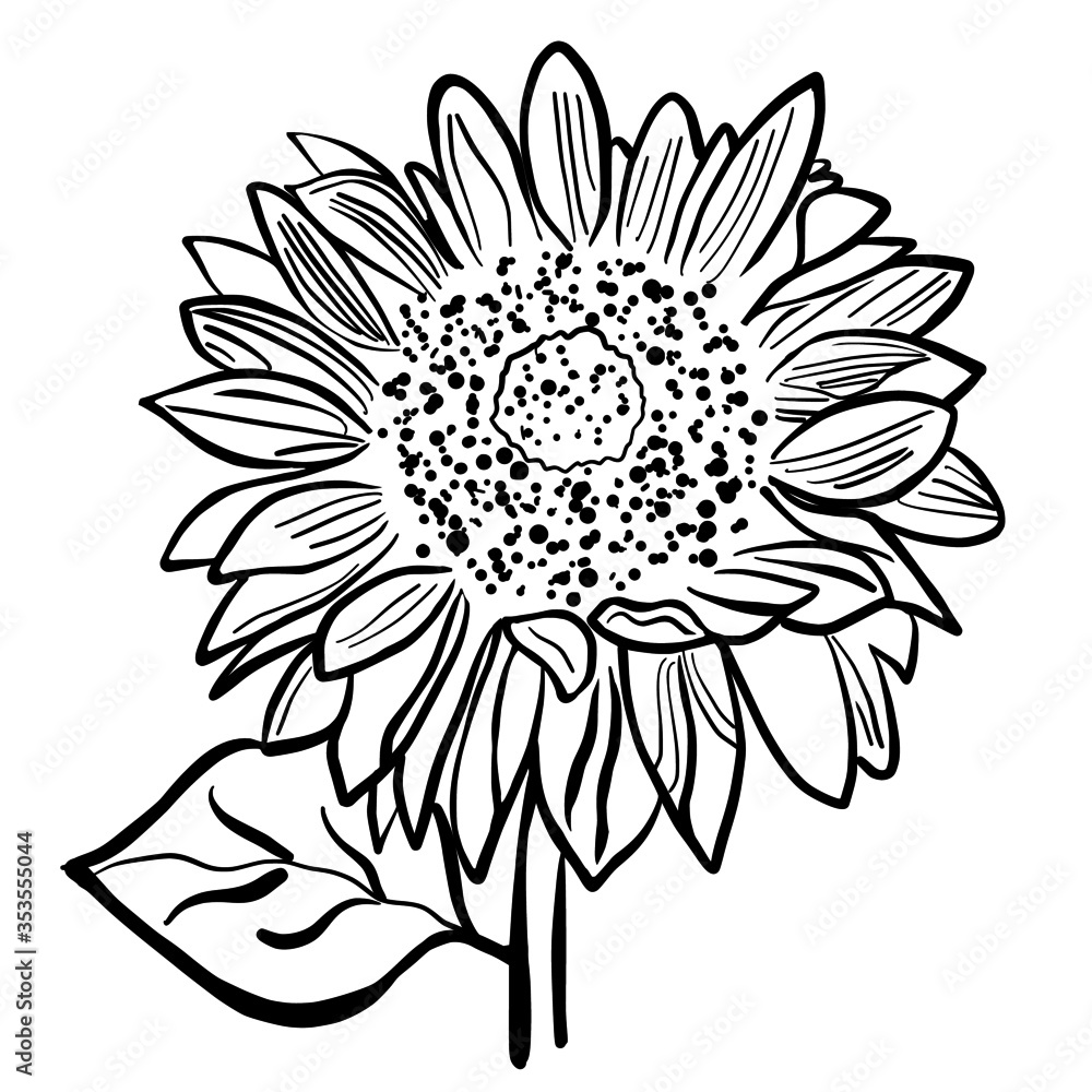 Sunflower black and white hand drawn vector illustration on white background Sunflower black and white hand drawn vector illustration on white background