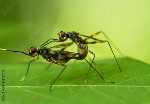 ant on leaf © abdul gapur dayak