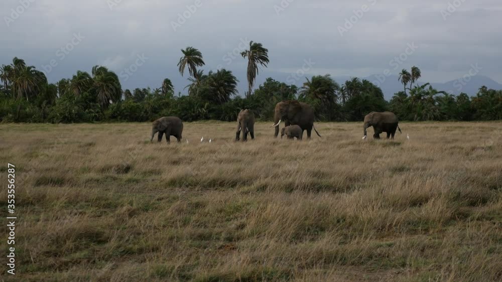A herd of elephants march together in Amboseli National Park A herd of elephants march together in Amboseli National Park