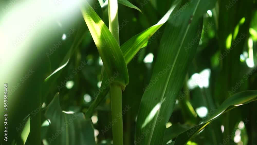 corn field. Corn Field Blowing by the Wind. Corn in the sun. Corn Maize Agriculture Nature Field corn field. Corn Field Blowing by the Wind. Corn in the sun. Corn Maize Agriculture Nature Field