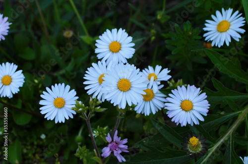 daisies  flowers in a green meadow - spring  bellis perennis 