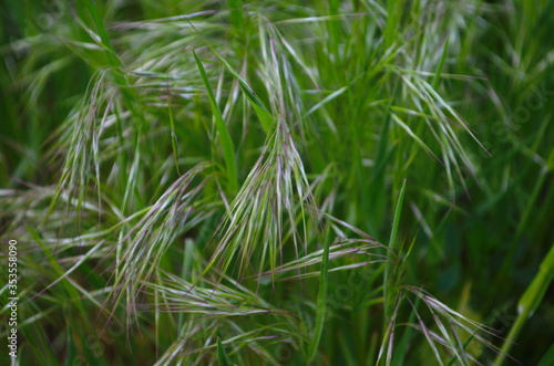 Drooping brome or cheat grass, Bromus tectorum, growing on meadows of Galicia, Spain