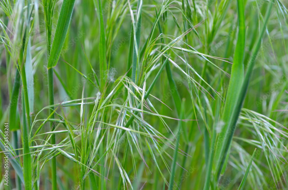 Drooping brome or cheat grass, Bromus tectorum, growing on meadows Drooping brome or cheat grass, Bromus tectorum, growing on meadows