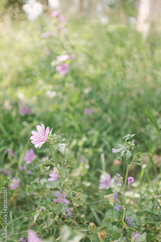 Purple flowers in bloom on a green grass flower bed garden