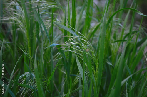 Drooping brome or cheat grass, Bromus tectorum, growing on meadows