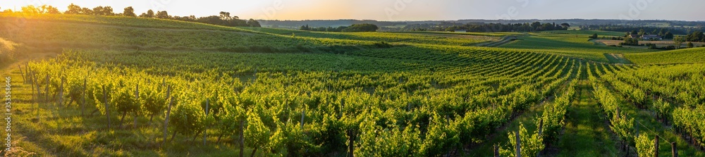 Sunset landscape bordeaux wineyard france, europe Nature