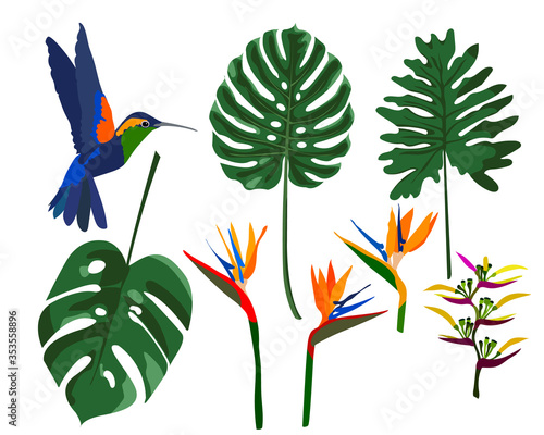 Tropical flowers, jungle leaves, monstera leaves, bird of paradise flower, hummingbird. Vector exotic illustration. Design for printing cards, invitations, poster, fabric