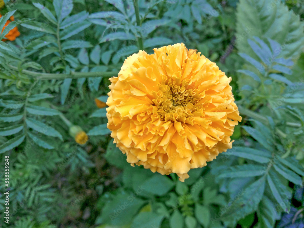 Mexican Marie gold yellow color flower. It is mainly a winter season flower. this is a picture of a Marie gold flower Mexican Marie gold yellow color flower. It is mainly a winter season flower. this is a picture of a Marie gold flower