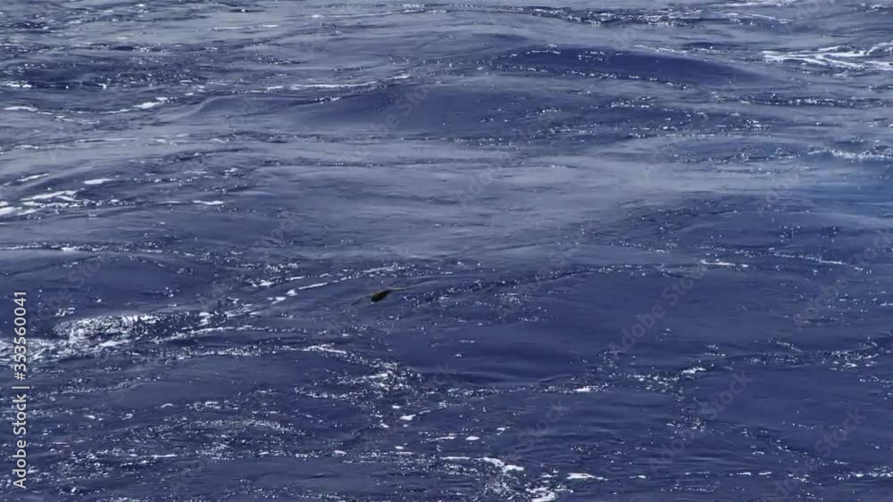 Albatross petrol shearwater flying low over the ocean gliding over waves Albatross petrol shearwater flying low over the ocean gliding over waves