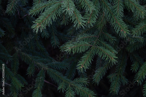 Dark background or texture of pine tree