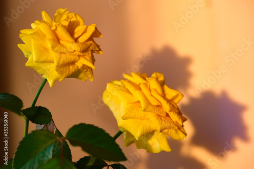 yellow rose beautiful shadow color low light