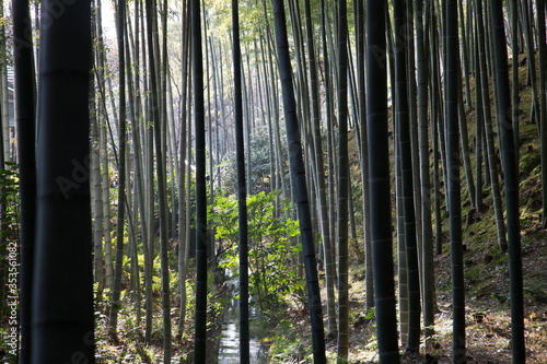 The Bamboo Forest, or Arashiyama Bamboo Grove or Sagano Bamboo Forest, is a natural forest of bamboo in Arashiyama, Kyoto, Japan.