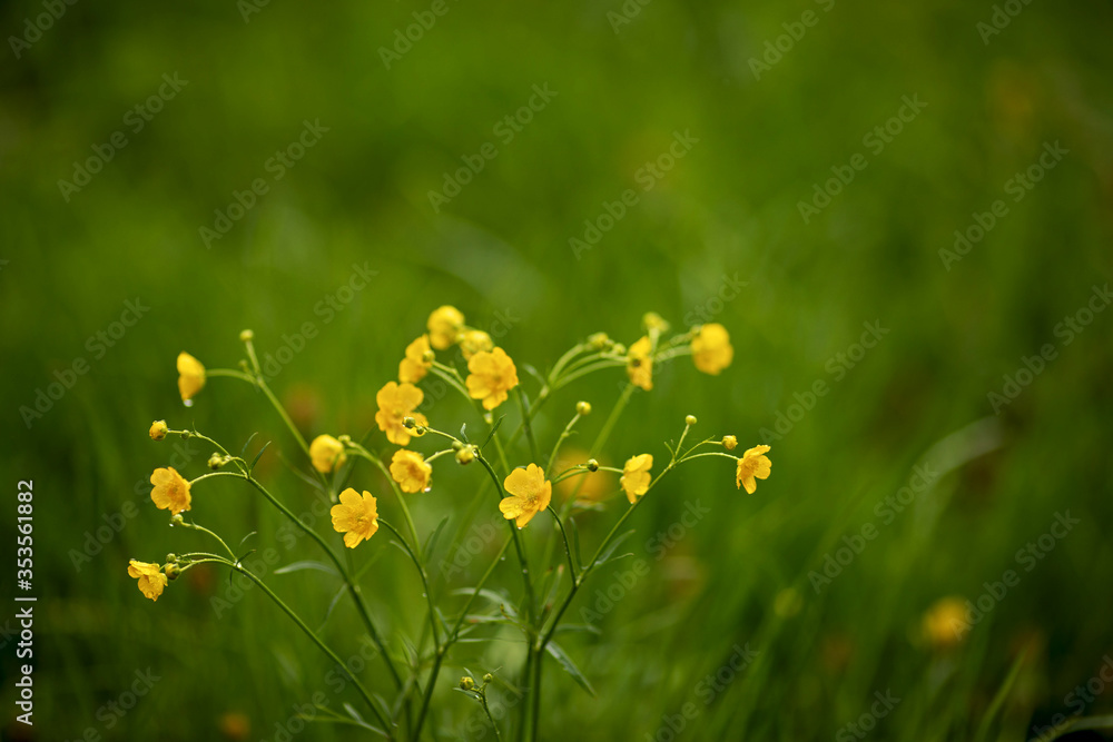 Ranunculus acris flowering in a meadow Ranunculus acris flowering in a meadow