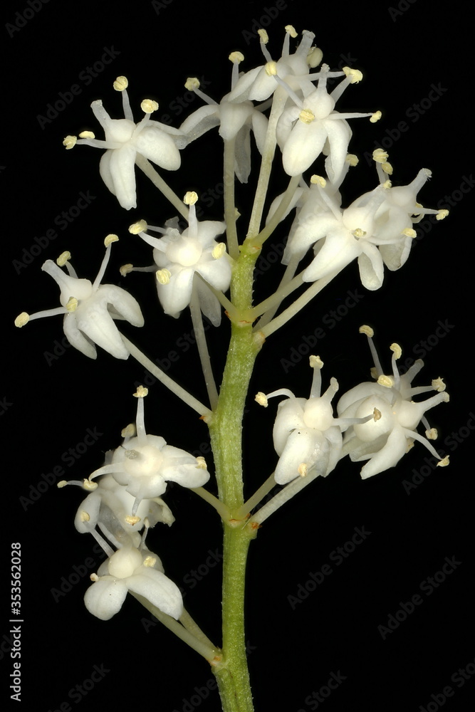 Fototapeta premium May Lily (Maianthemum bifolium). Inflorescence Closeup