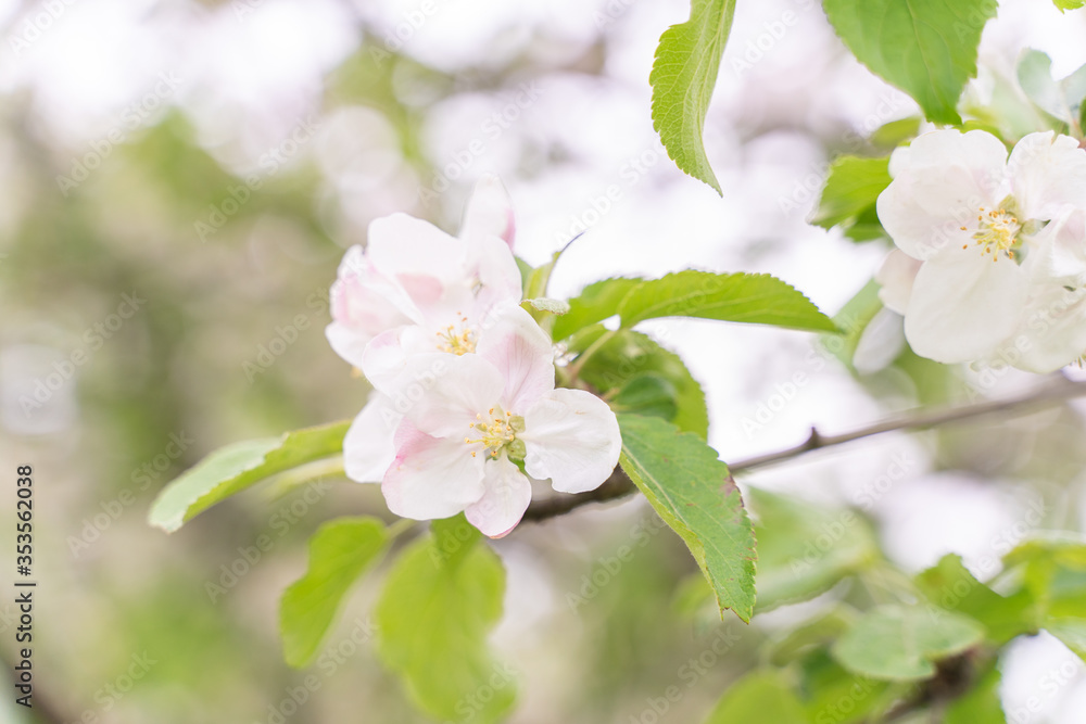 Apple tree flowers close up. blurred background Apple tree flowers close up. blurred background
