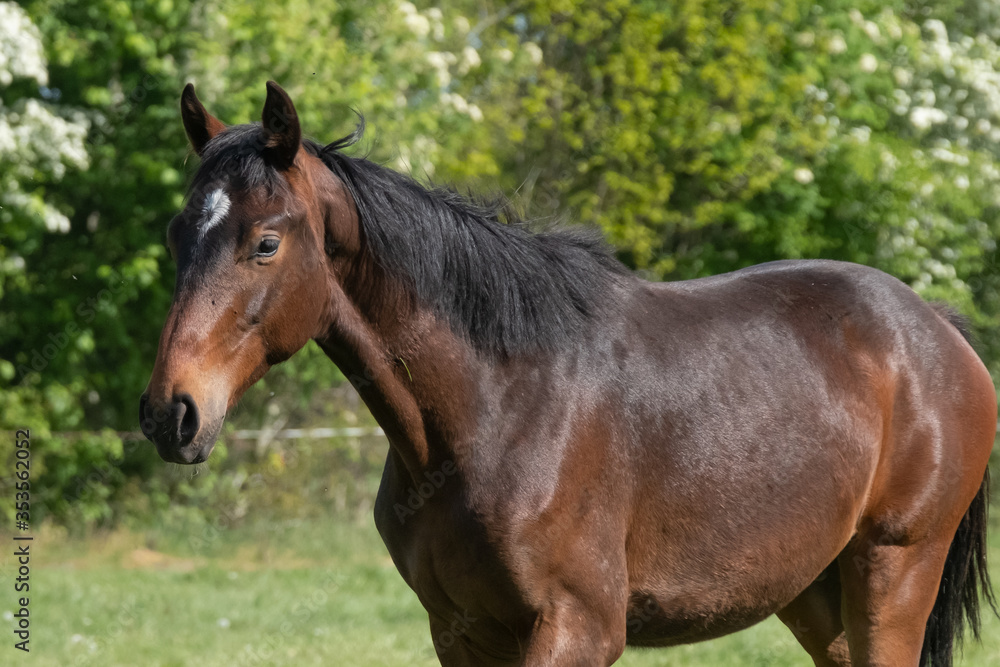 Obraz premium A head of stallion horses, at a sunny day. Dressage horse stallions in a meadow. Breeding horses
