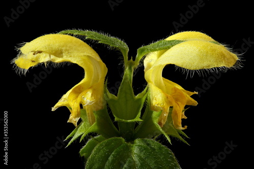 Yellow Archangel (Lamium galeobdolon). Inflorescence Detail Closeup photo