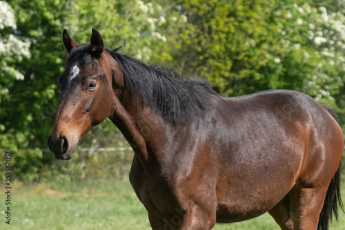 A head of stallion horses  at a sunny day. Dressage horse stallions in a meadow. Breeding horses