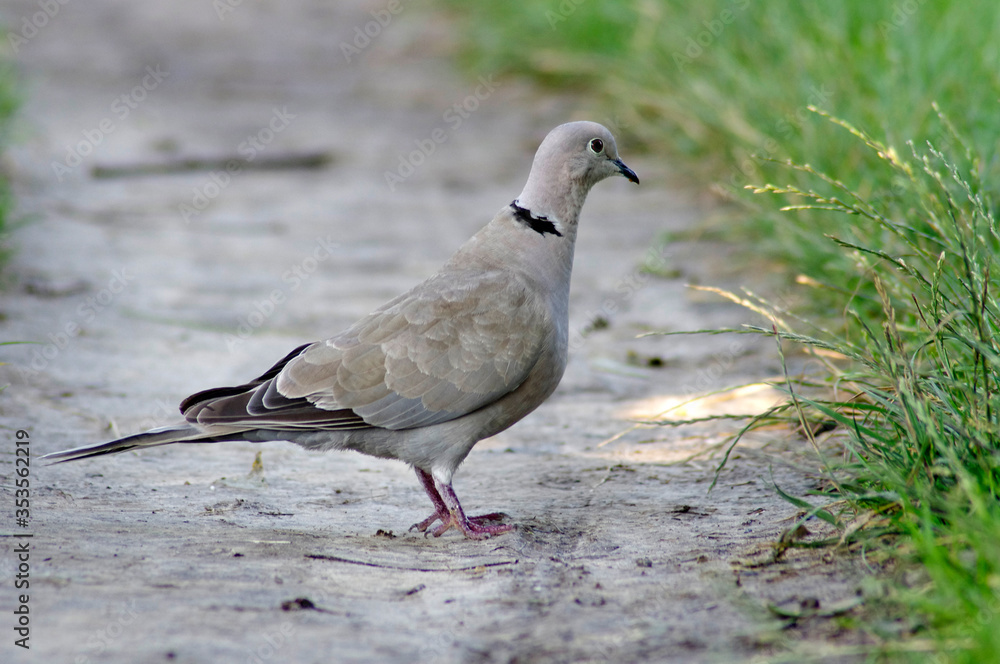 wild dove on a path near the edge of the grass wild dove on a path near the edge of the grass