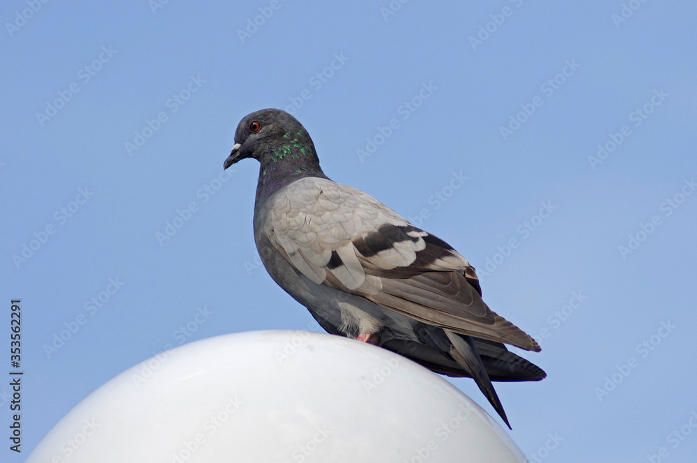 a dove sits on a lantern against a blue sky a dove sits on a lantern against a blue sky
