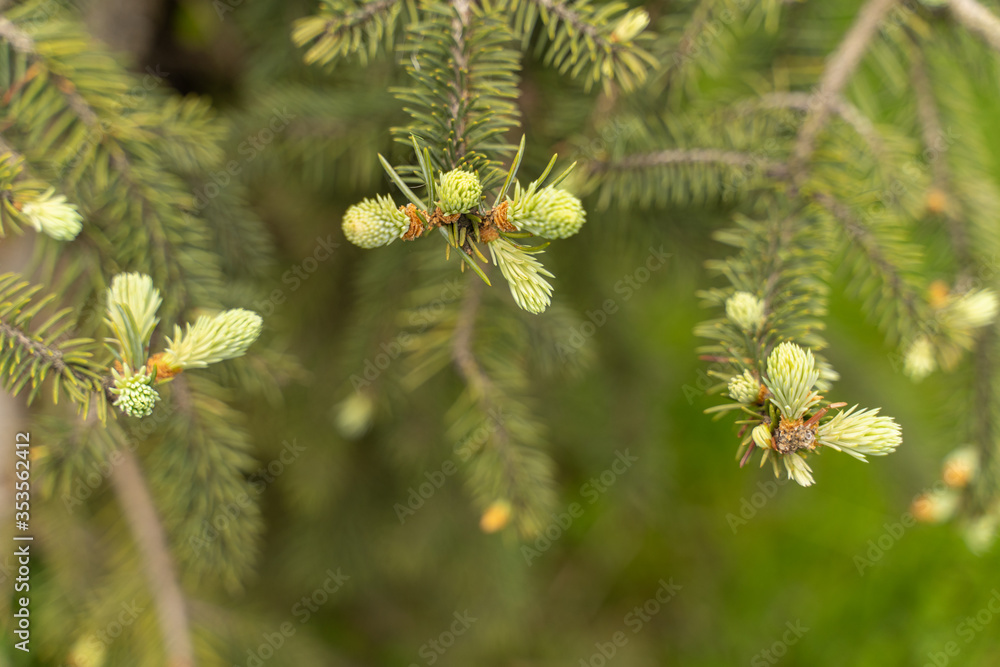 sprig of spruce with young shoots on a blurred background sprig of spruce with young shoots on a blurred background