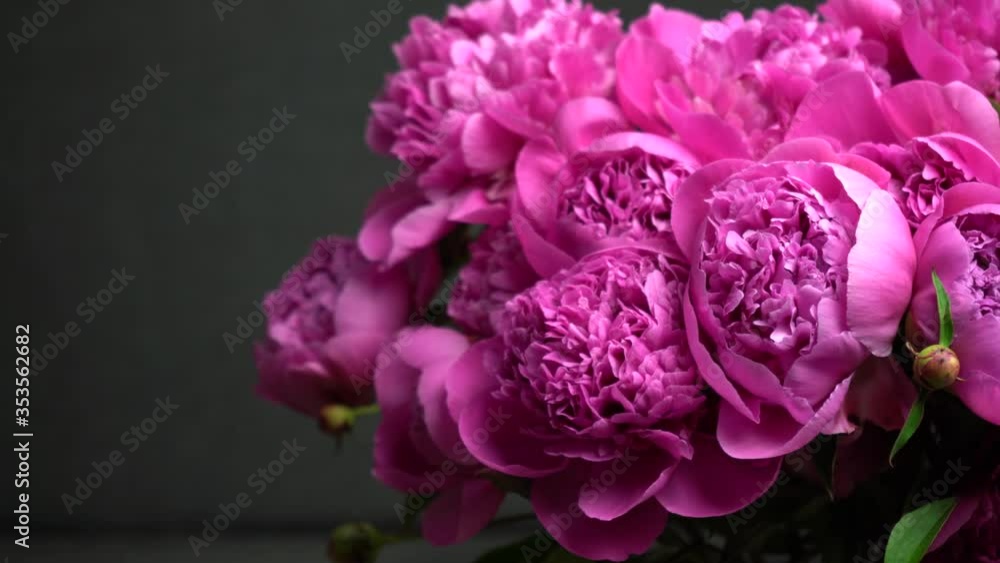 Close up. Beautiful bouquet of blooming pink peony flowers. Dolly shot. Close up. Beautiful bouquet of blooming pink peony flowers. Dolly shot.
