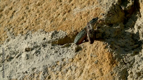 One Iberian rock lizard peaks its head outside in natural habitat, close up photo