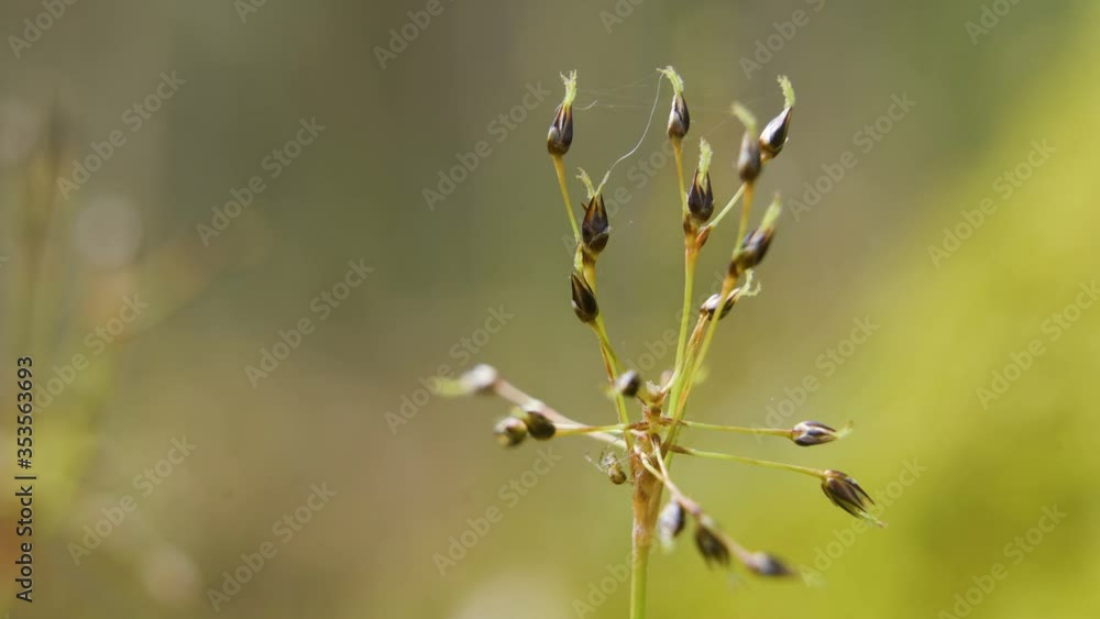 The black budding flowers of the hairy wood-rush plant The black budding flowers of the hairy wood-rush plant
