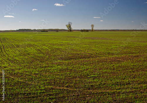 shoots of winter wheat on the field on a sunny day