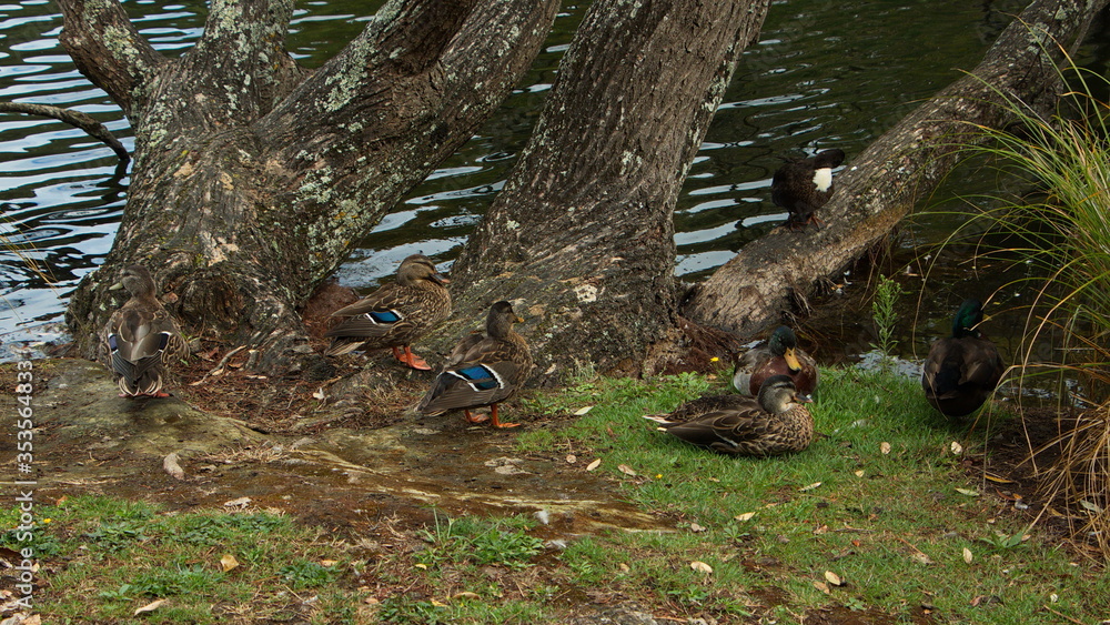Water birds in Victoria Lake Reserve in Whanganui,Manawatu-Wanganui Region on North Island of New Zealand
Water birds in Victoria Lake Reserve in Whanganui,Manawatu-Wanganui Region on North Island of New Zealand