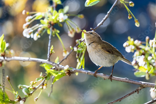 Little curious bird Booted warbler on a branch, on a blurry background of cherry flowers, on a sunny, spring day. Wildlife. photo