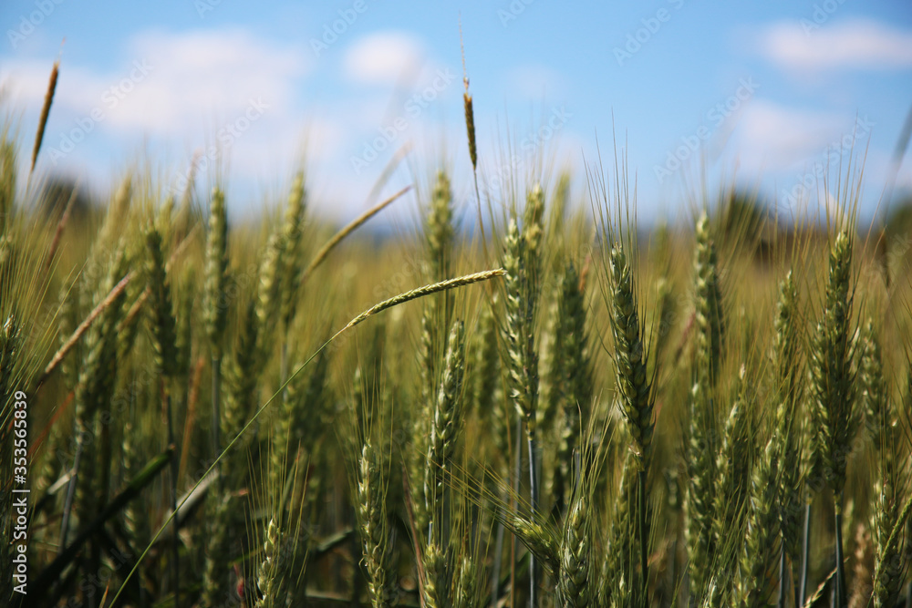Spighe non ancora mature sotto il cielo azzurro in una giornata di inizio estate Spighe non ancora mature sotto il cielo azzurro in una giornata di inizio estate