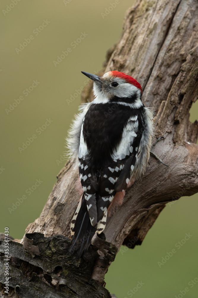 Middle spotted woodpecker sitting on a tree trunk Middle spotted woodpecker sitting on a tree trunk