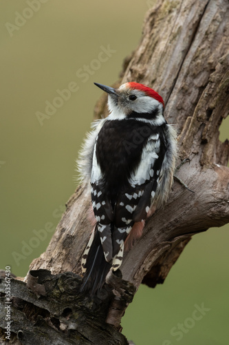 Middle spotted woodpecker sitting on a tree trunk © Wolfgang Kruck