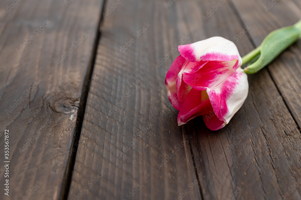 One pink tulip on old rustic wooden background. Valentines, Mothers, Womens Day and greeting concept. Copy space. One pink tulip on old rustic wooden background. Valentines, Mothers, Womens Day and greeting concept. Copy space.