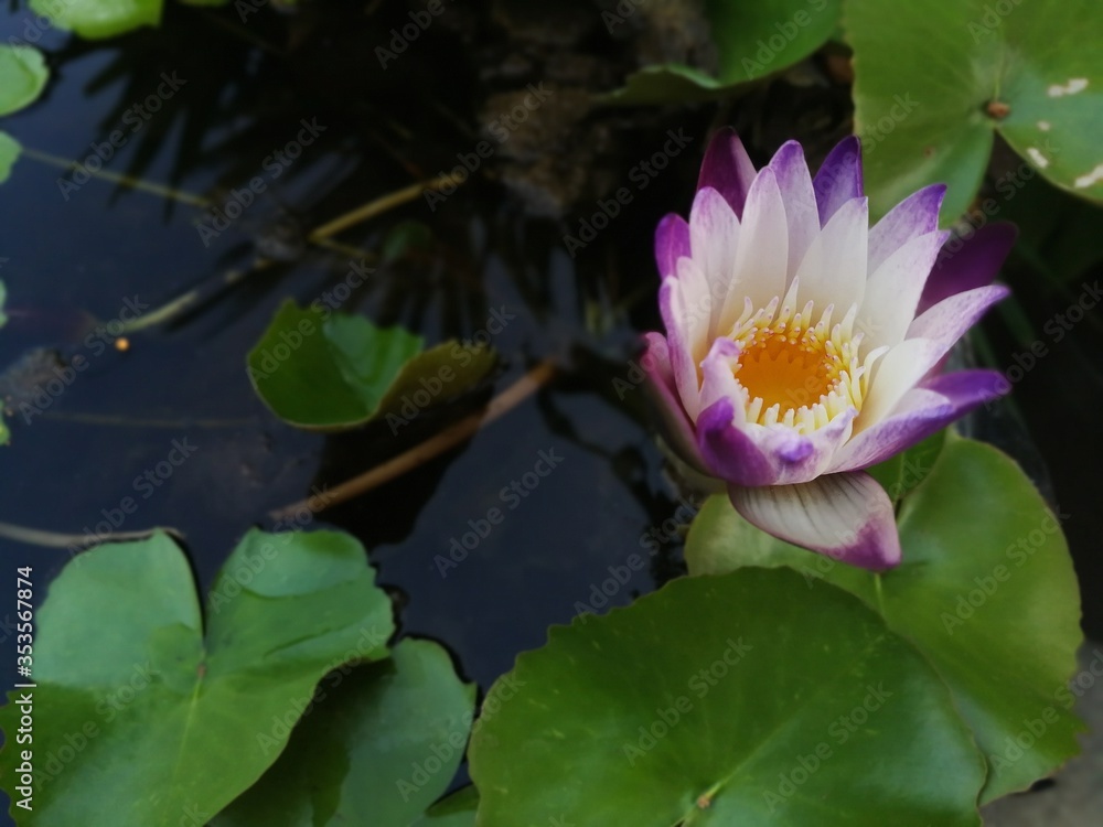 Scenic purple water lily in little pond Scenic purple water lily in little pond